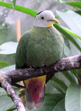 Load image into Gallery viewer, Black-naped Fruit Dove