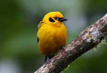 Load image into Gallery viewer, Golden Tanager