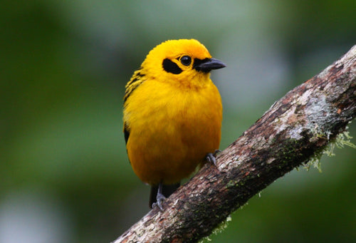 Golden Tanager