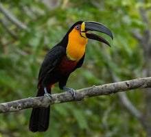 Load image into Gallery viewer, Channel-billed Toucan