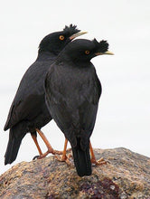 Load image into Gallery viewer, White-edge Mynah
