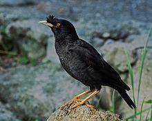 Load image into Gallery viewer, White-edge Mynah
