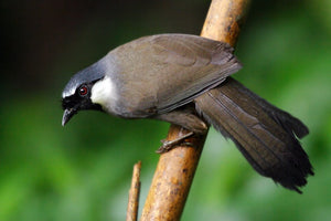 Black Throated Laughing Thrush