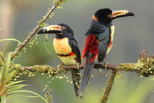 Load image into Gallery viewer, Collared Aracari