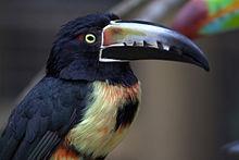 Load image into Gallery viewer, Collared Aracari