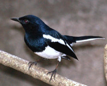 Load image into Gallery viewer, Oriental Magpie Robin