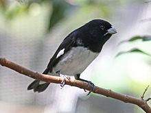 Black and white Seedeater