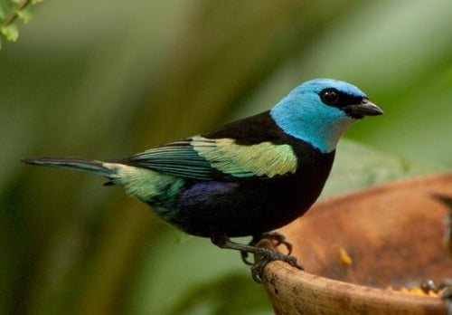 Blue-necked Tanager