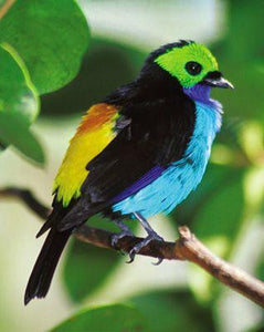 Paradise Tanager(Yellow back)