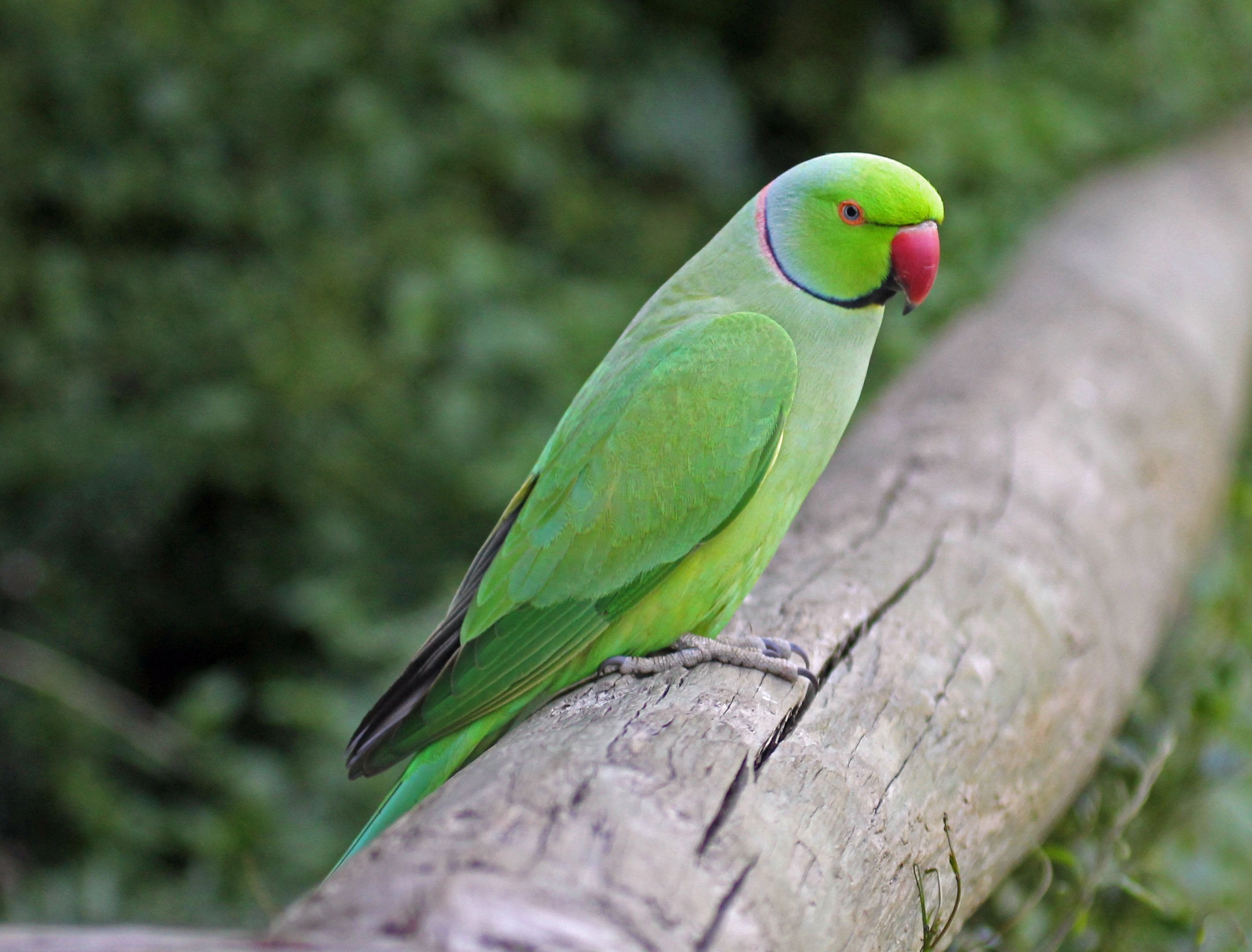 Invasive non-native species (UK) – Ring-necked parakeet - Inside Ecology