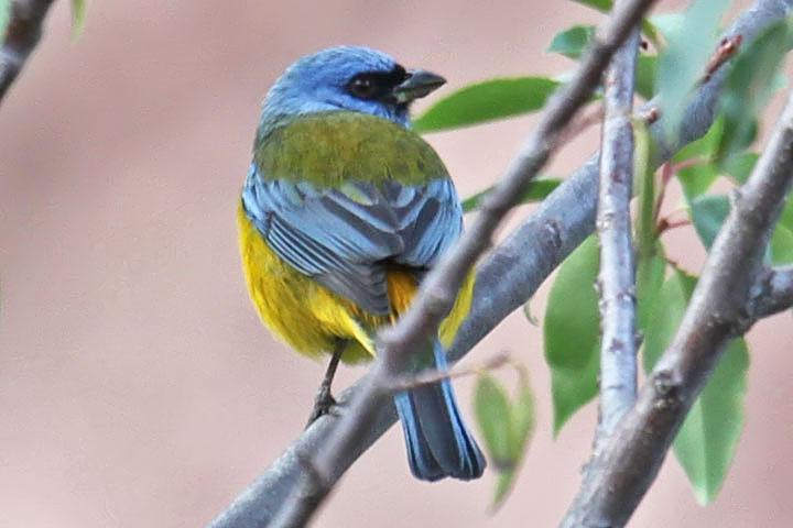 Blue and Yellow Tanager