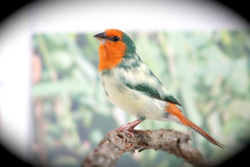 Pied Orange Headed Parrotfinch