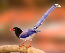 Load image into Gallery viewer, Red-billed Blue Magpie