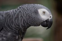 Load image into Gallery viewer, African Grey Parrot