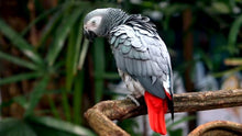 Load image into Gallery viewer, African Grey Parrot