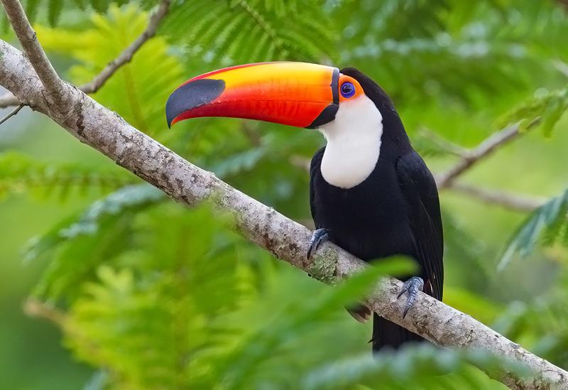 Toco Toucan 1 year old