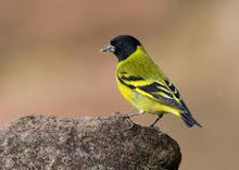 Load image into Gallery viewer, Hooded Siskin