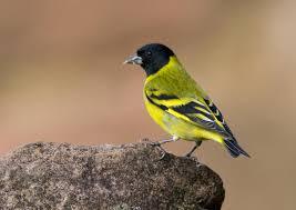 Hooded Siskin