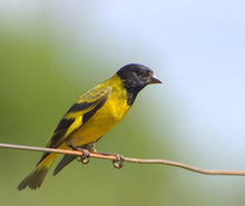 Load image into Gallery viewer, Hooded Siskin