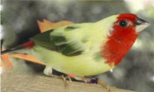 Yellow Pied Red Headed Parrotfinch
