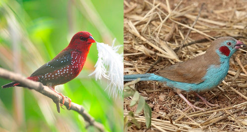 FINCH SPECIAL 1 PAIR OF STRAWBERRY FINCH AND 1 PAIR OF RED-CHEEKED CORDON BLEU FINCH