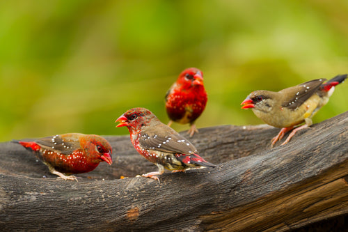 Strawberry Finch