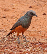 Load image into Gallery viewer, Chestnut-bellied Starling