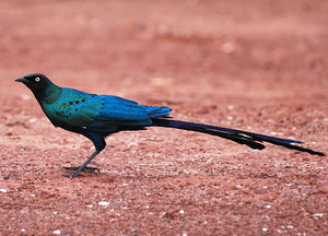 Long Tailed Glossy Starling