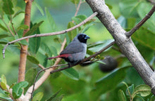 Load image into Gallery viewer, Black-faced Firefinch