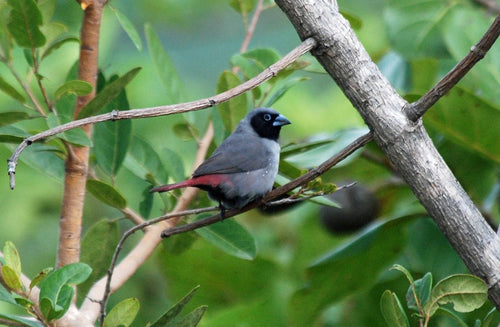 Black-faced Firefinch