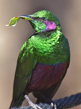 Load image into Gallery viewer, Emerald Starling - Young Birds