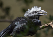 Load image into Gallery viewer, Long Tailed (White Crested) Hornbill