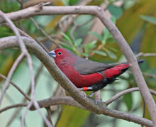 Load image into Gallery viewer, Blue Billed Firefinch