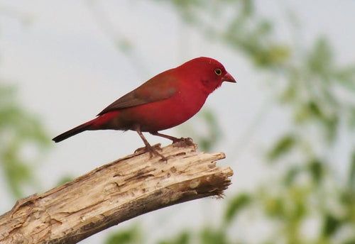 Black Bellied Firefinch