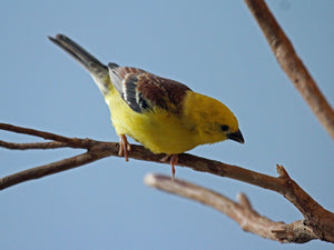 Golden Song Sparrow