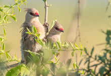 Load image into Gallery viewer, Blue-naped Mousebird