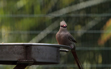 Load image into Gallery viewer, Blue-naped Mousebird