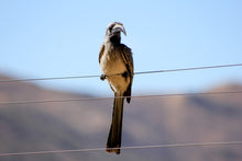 Load image into Gallery viewer, African Grey Hornbill