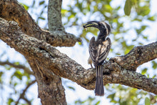 Load image into Gallery viewer, African Grey Hornbill