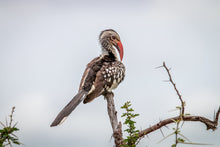 Load image into Gallery viewer, Red Billed Hornbill