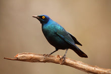 Load image into Gallery viewer, Cape Glossy Starling