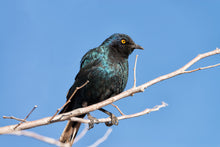 Load image into Gallery viewer, Cape Glossy Starling