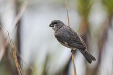 Load image into Gallery viewer, Plumbeous Seedeater