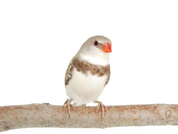 Fawn Diamond Sparrow
