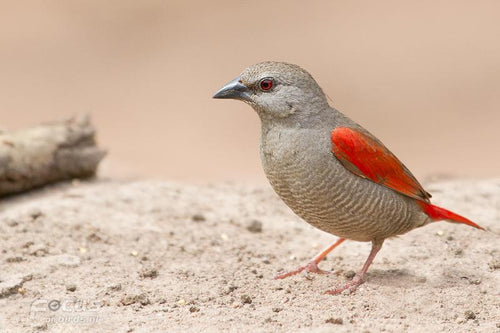 Red-winged Pytilla