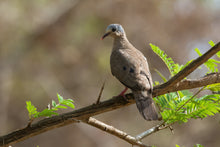 Load image into Gallery viewer, Blue-spotted Wood Dove