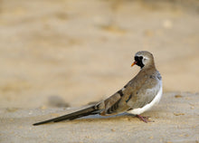 Load image into Gallery viewer, Cape Dove Male