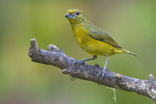 Load image into Gallery viewer, Violaceous Euphonia
