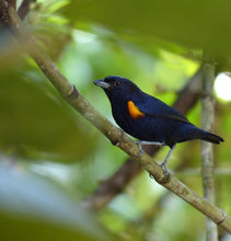 Load image into Gallery viewer, Golden-sided Euphonia