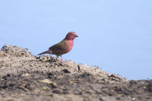 Load image into Gallery viewer, Red Billed Firefinch